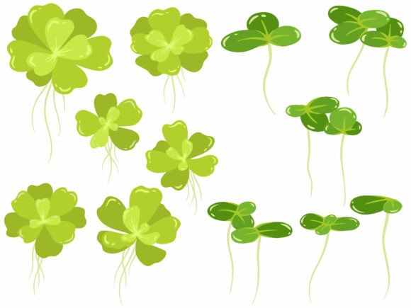 Common Duckweed Lemna Minor Illustration