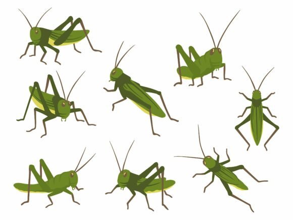 Grasshopper Insect Illustration