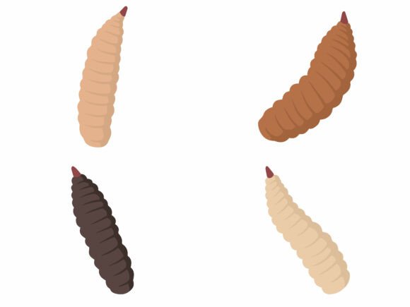 Larva Maggot Illustration