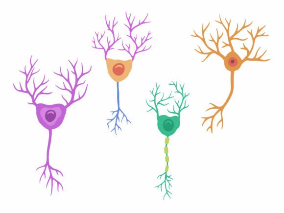 Purkinje Neuron Cell Illustration