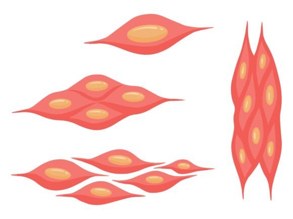 Smooth Muscle Stem Cells Illustration