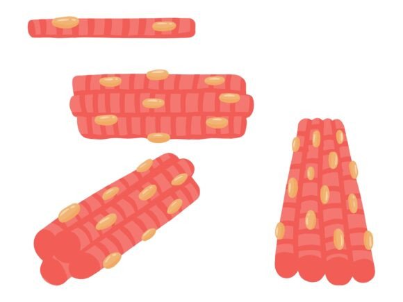 Striated or Skeletal Muscle Cell