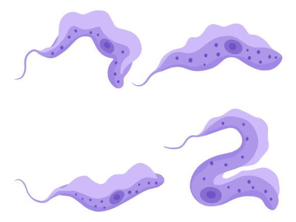 Trypanasoma Gambiense Parasite
